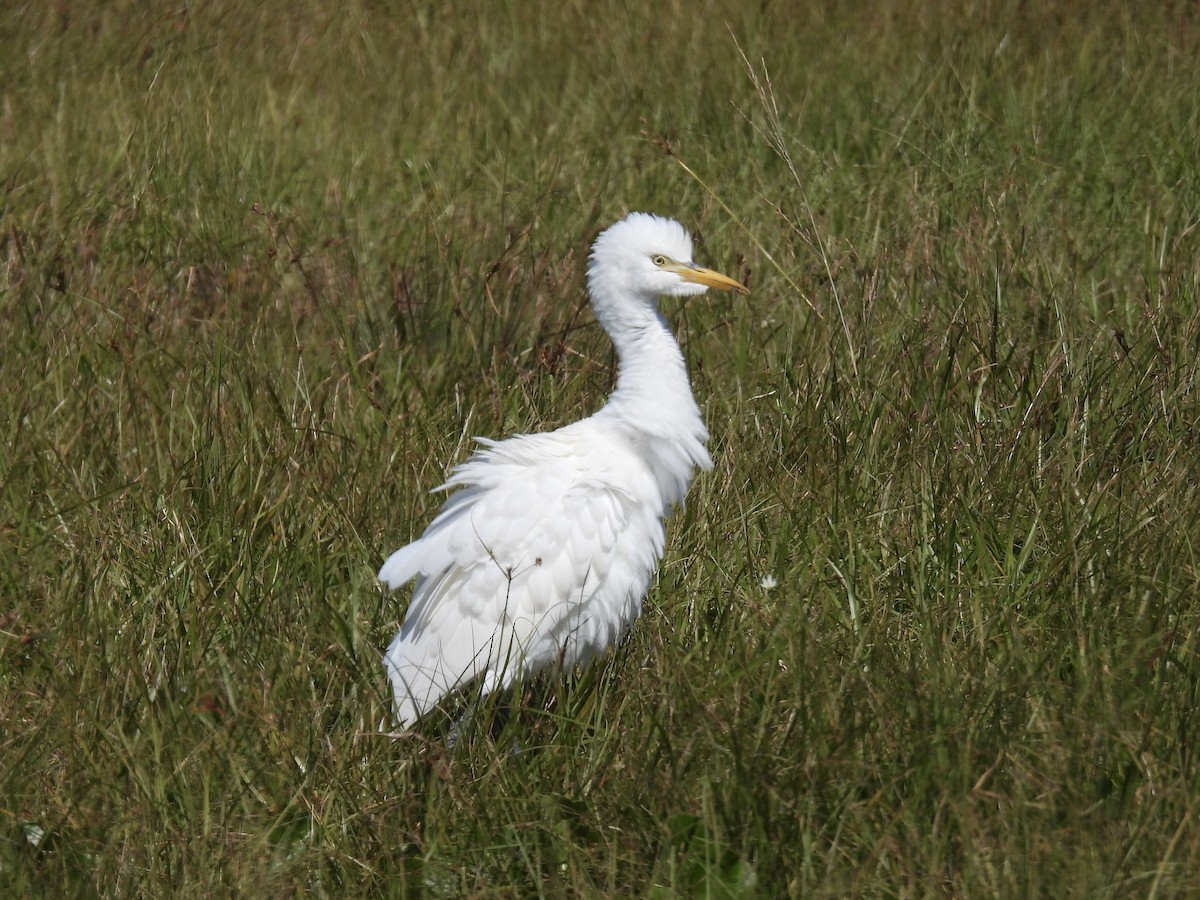 volavka rusohlavá - ML644420107