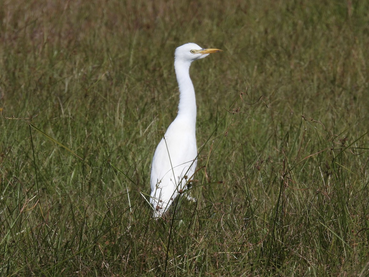 volavka rusohlavá - ML644420108