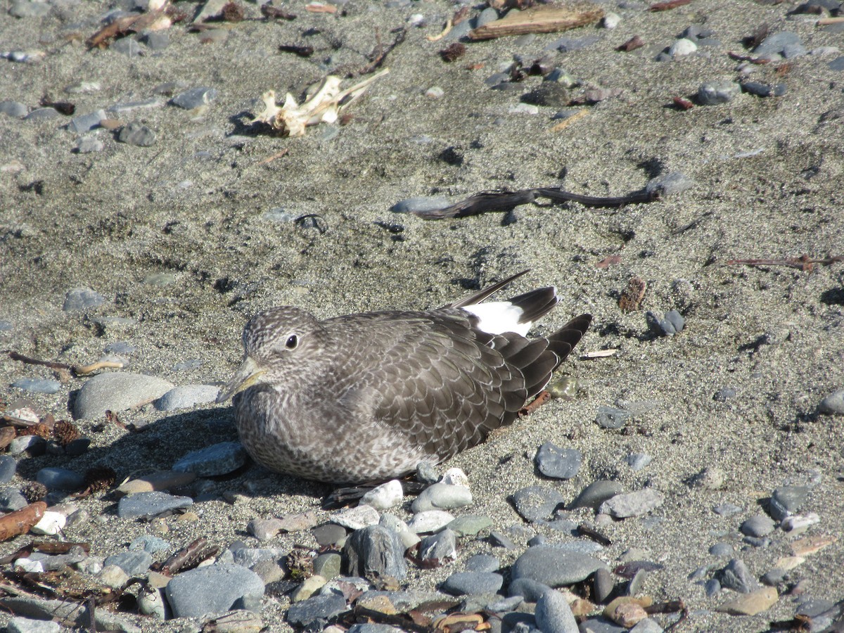 アライソシギ - ML644420110