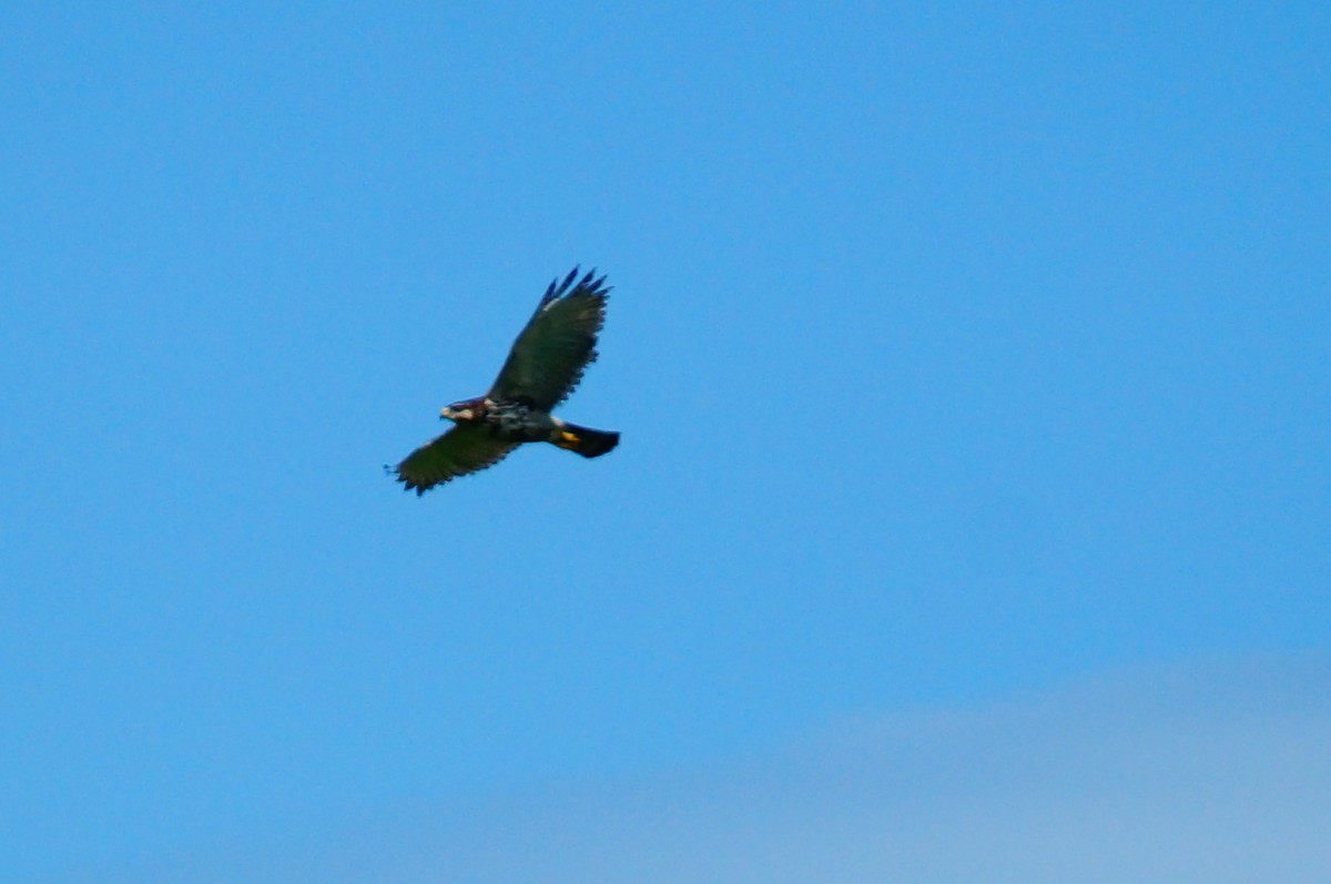 Gray Hawk - ML644420114