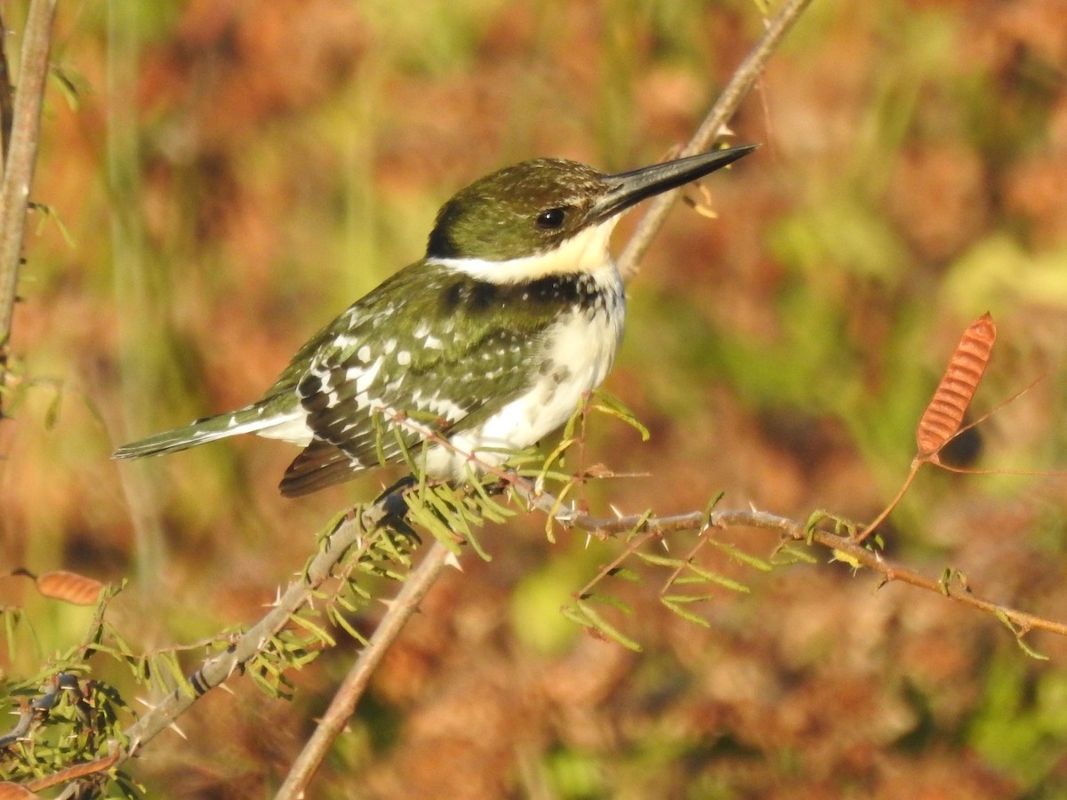 Green Kingfisher - ML644420122