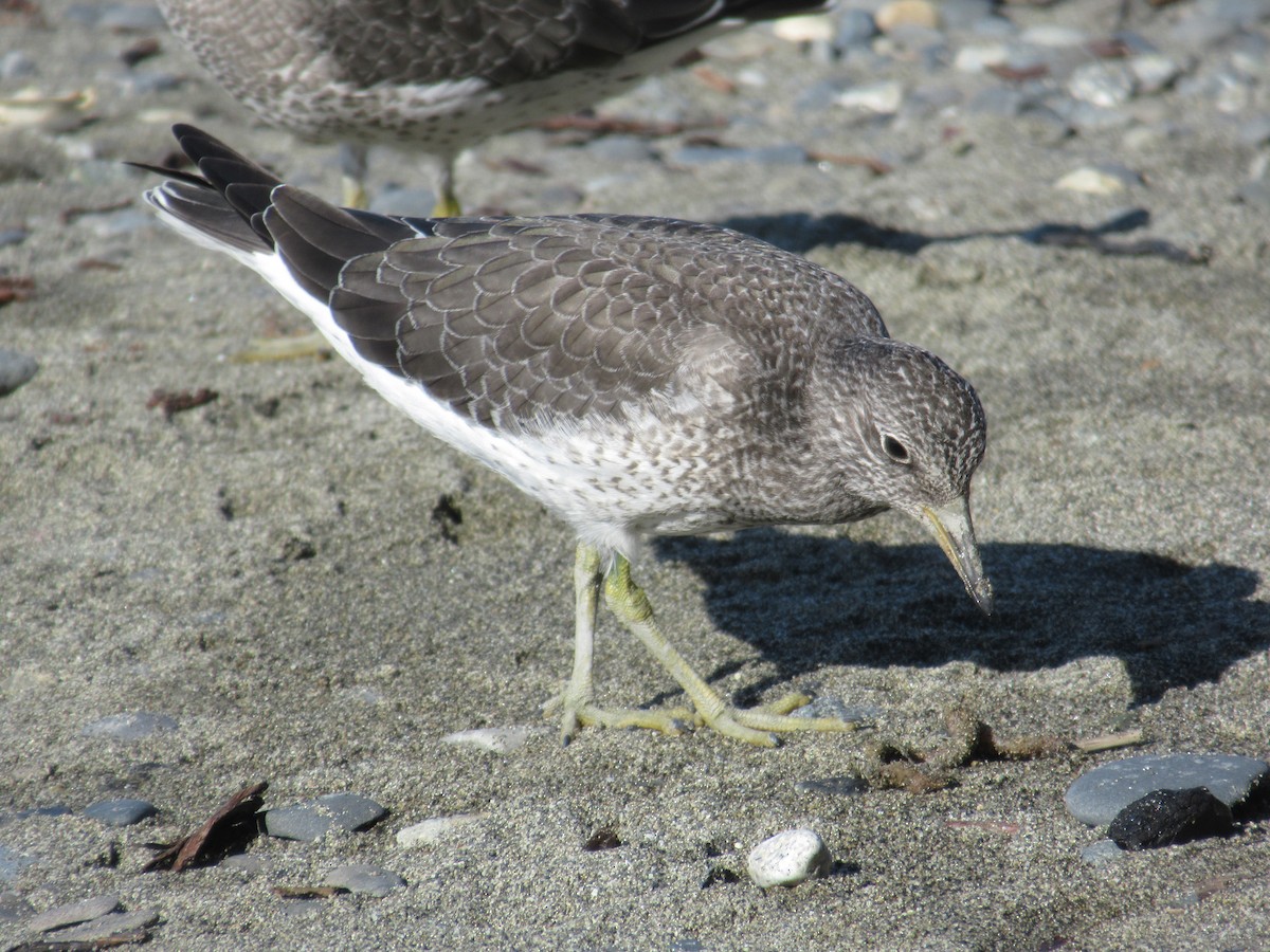 アライソシギ - ML644420125