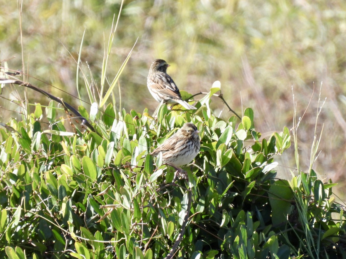 strnadec luční - ML644420135
