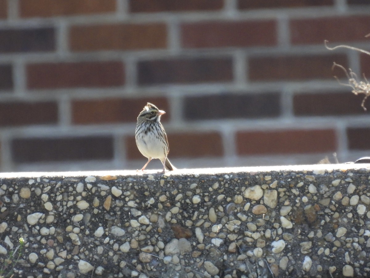 strnadec luční - ML644420136