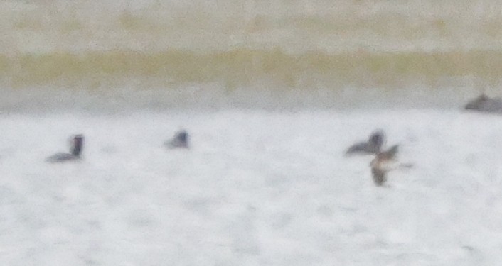 Hirondelle à front brun - ML644420140