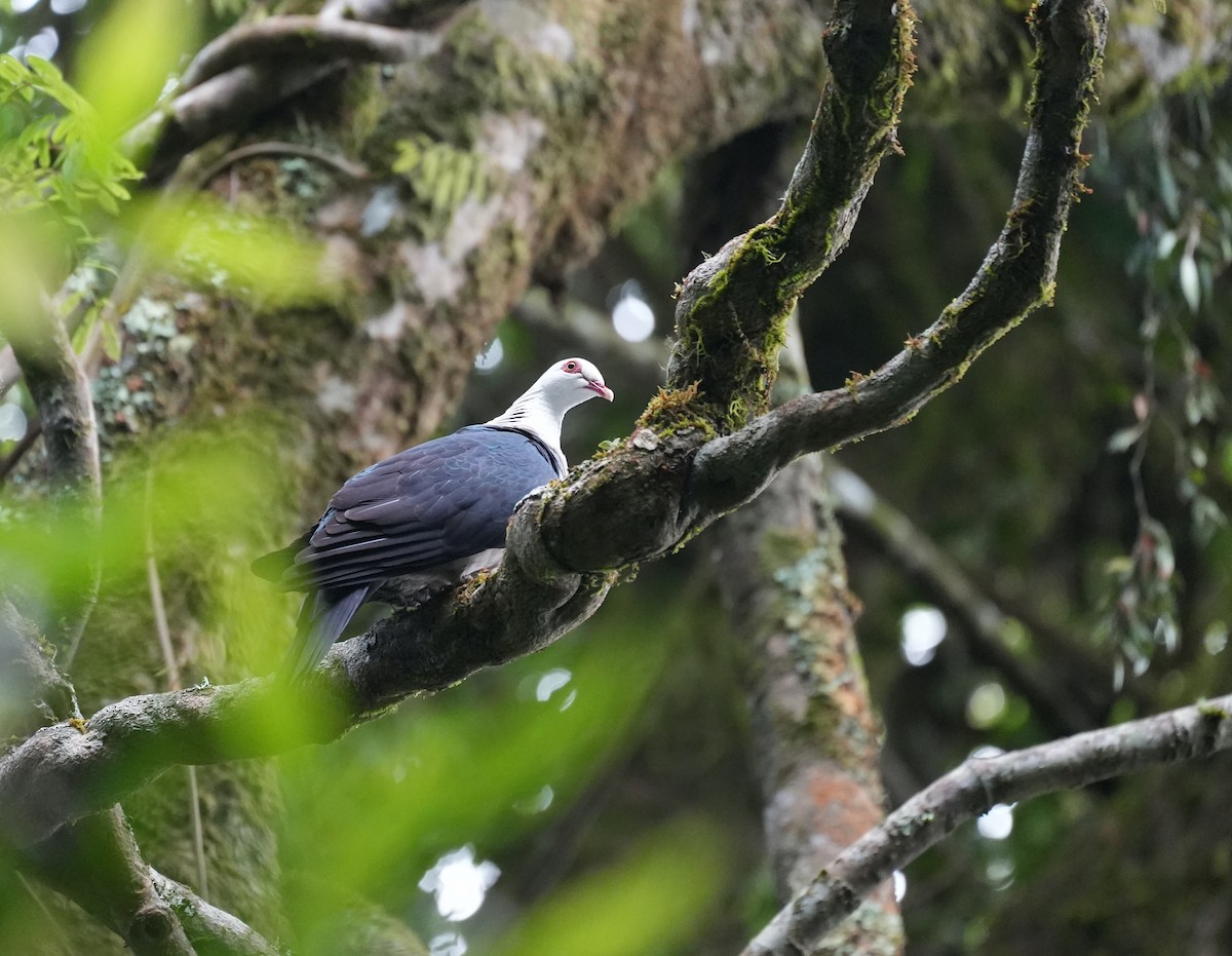 holub běloprsý - ML644420147