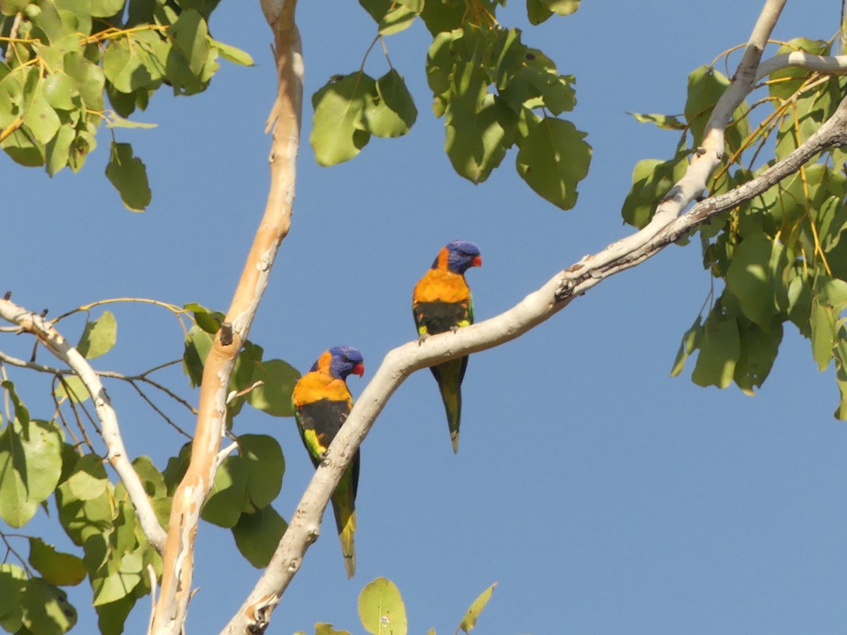 Red-collared Lorikeet - ML644420152
