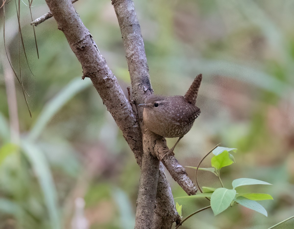 střízlík kanadský - ML644420155