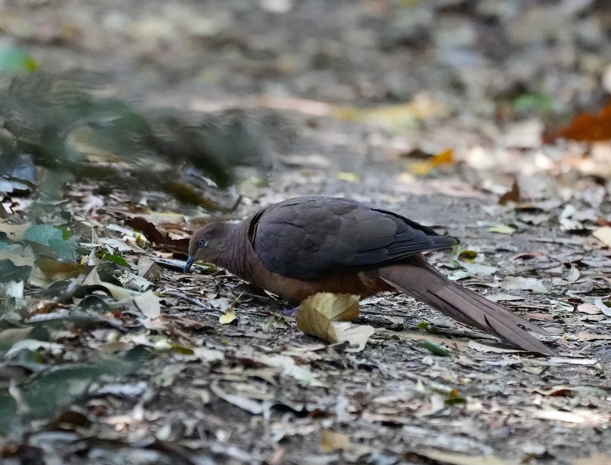 Phasianelle brune - ML644420159