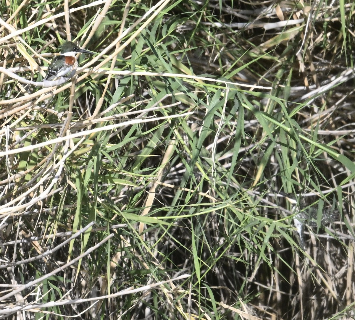 Green Kingfisher - ML644420160