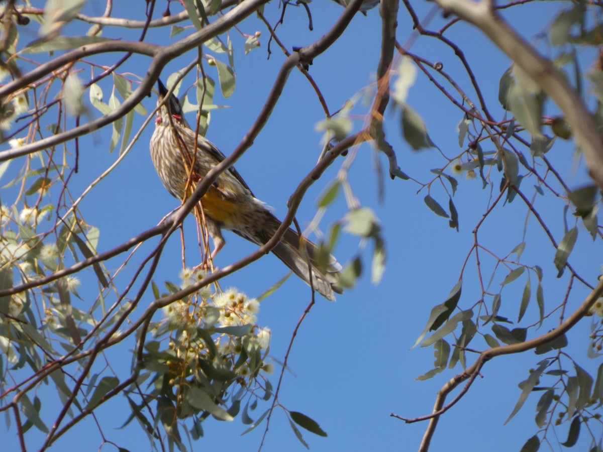 Red Wattlebird - ML644420162