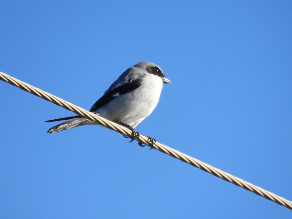 ťuhýk americký - ML644420164