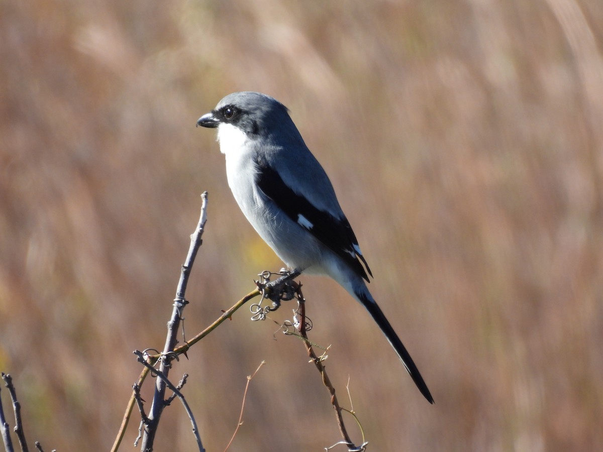 ťuhýk americký - ML644420165