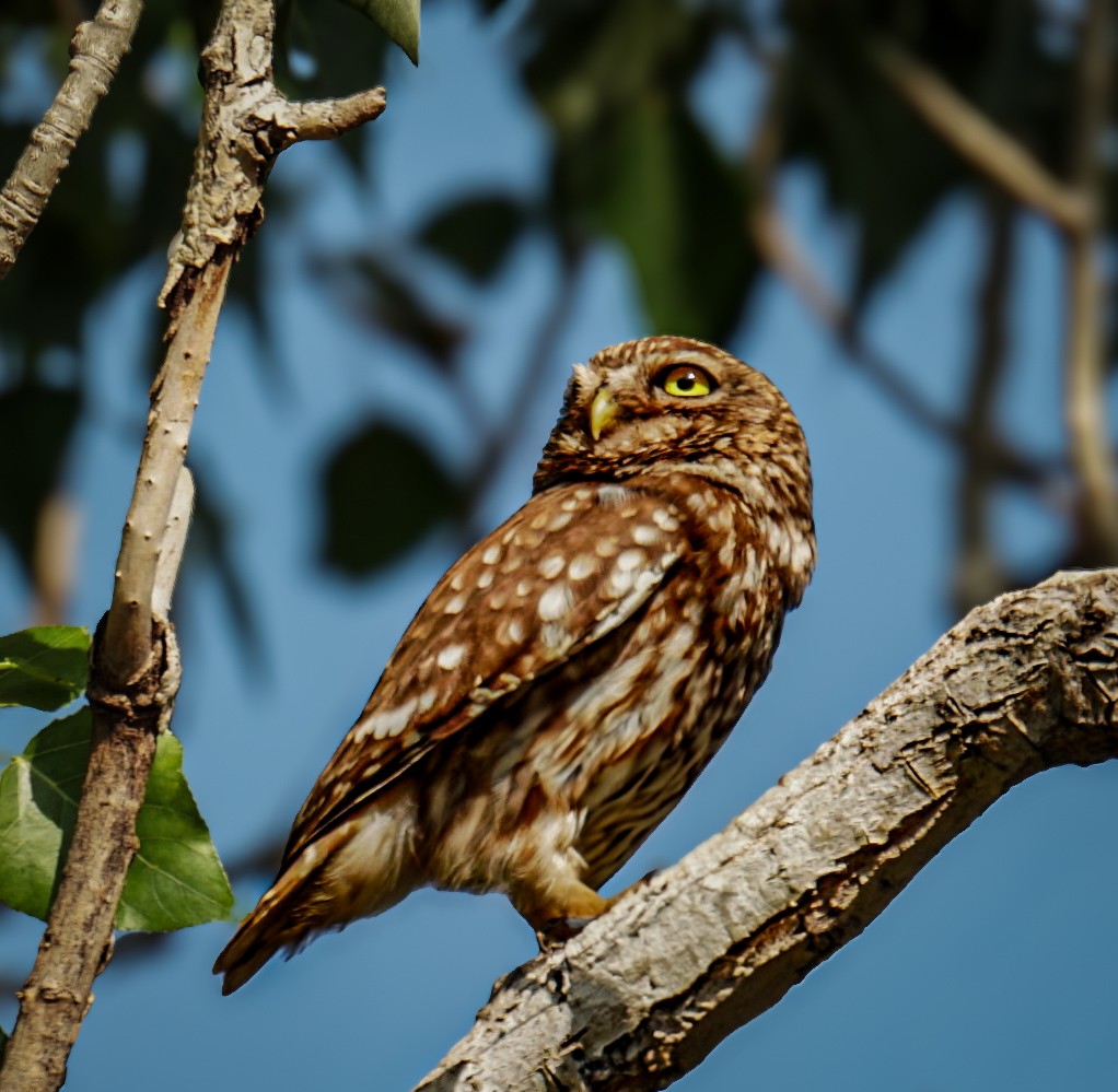 縱紋腹小鴞 - ML644420167