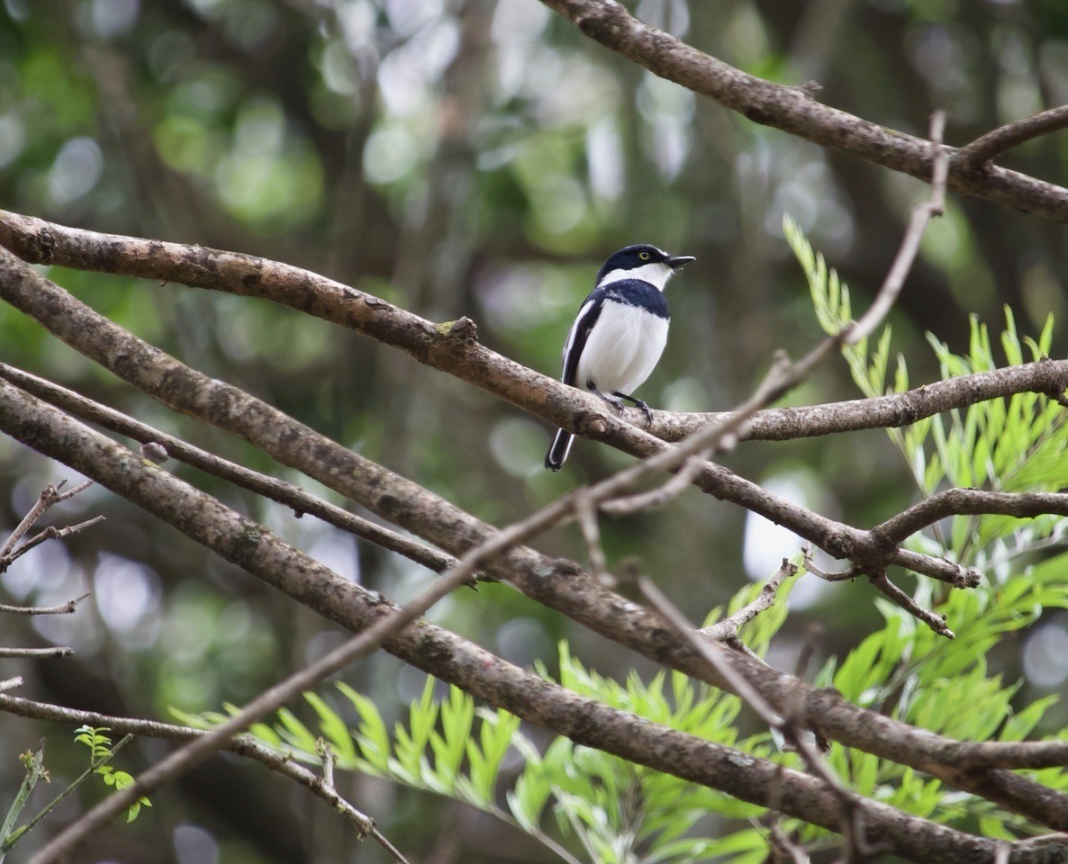 lesknáček obecný - ML644420168