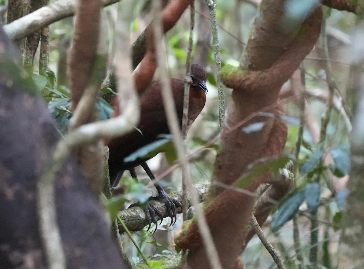 Albert's Lyrebird - ML644420180