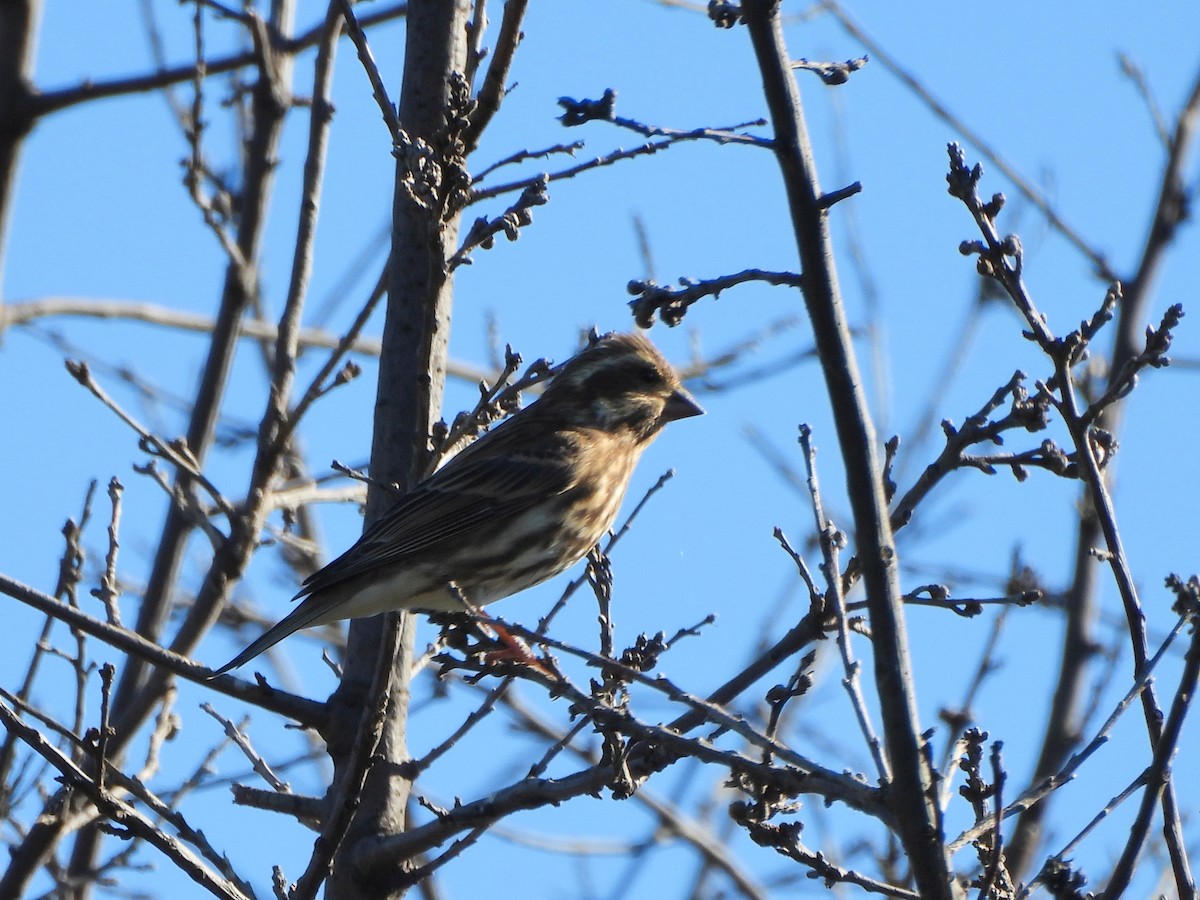 Purple Finch - ML644420183