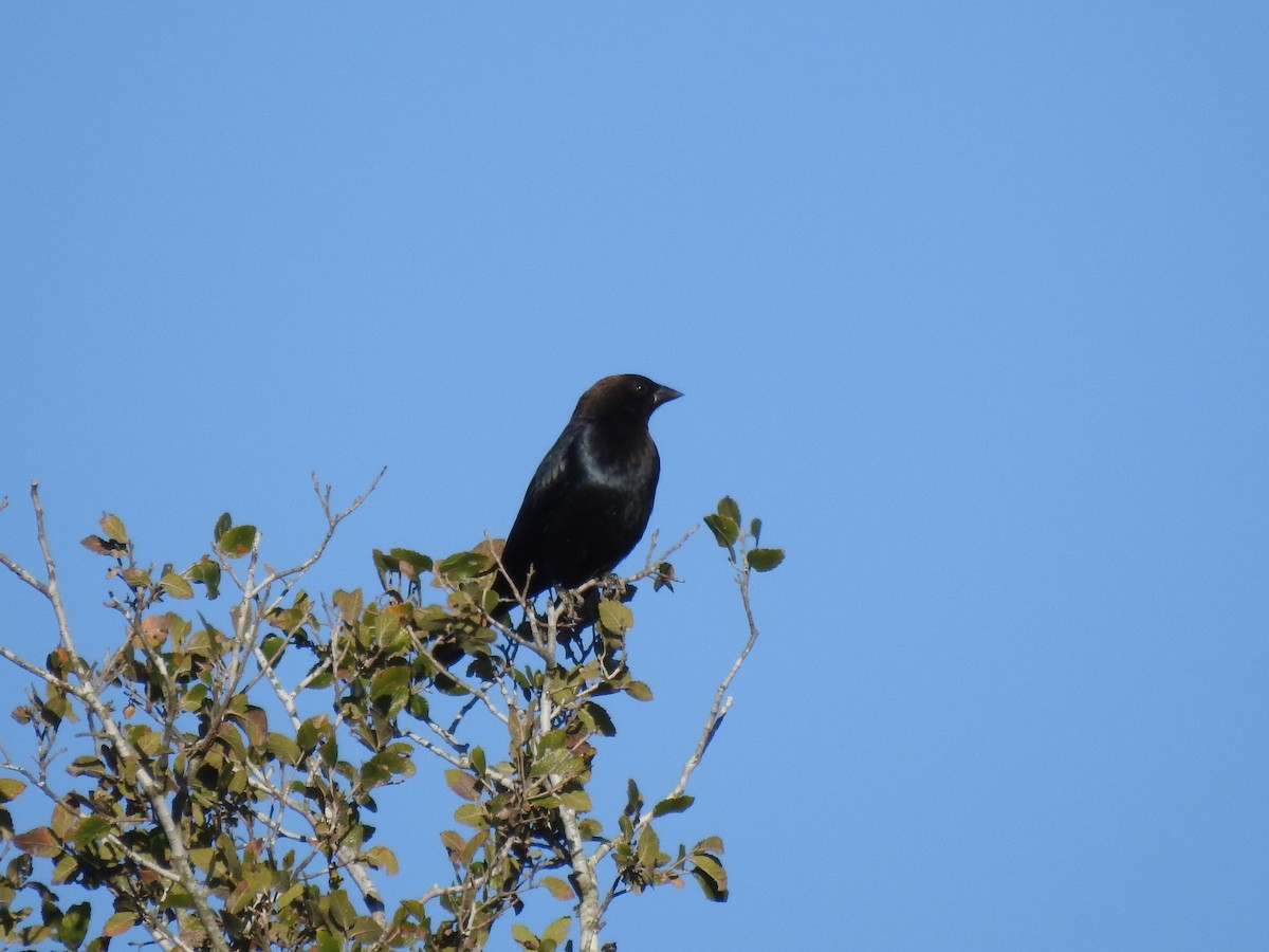 Brown-headed Cowbird - ML644420187