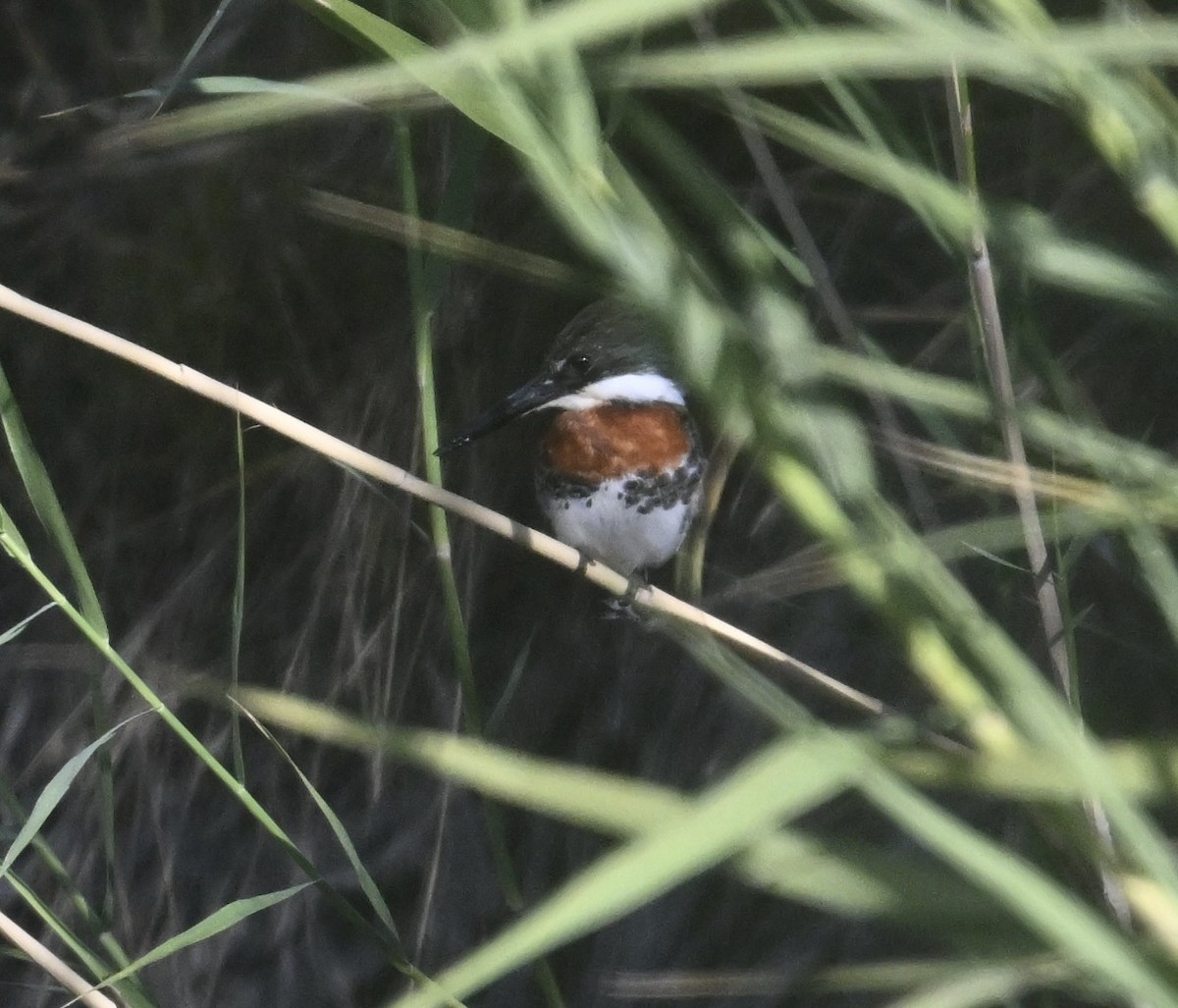 Green Kingfisher - ML644420189