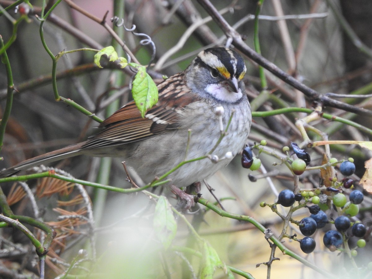 White-throated Sparrow - ML644420190