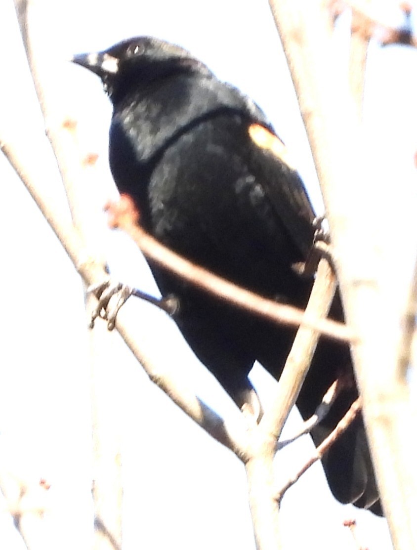 Al Kanatlı Karatavuk - ML644420195