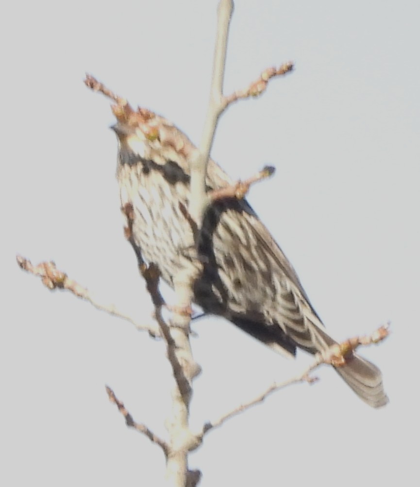 Al Kanatlı Karatavuk - ML644420208