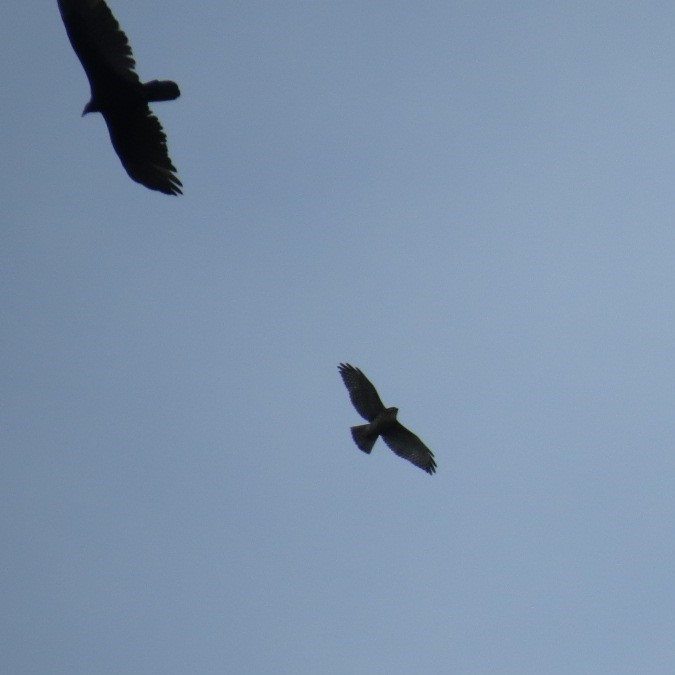 Broad-winged Hawk - ML644420209