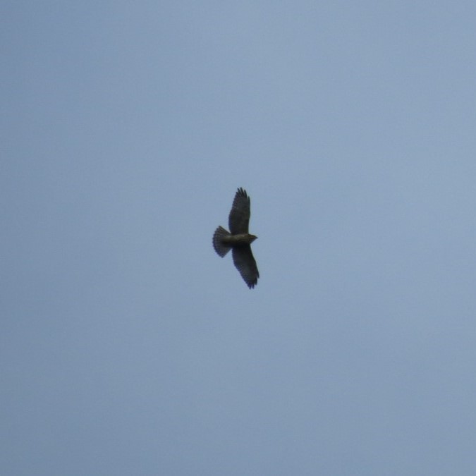 Broad-winged Hawk - ML644420210