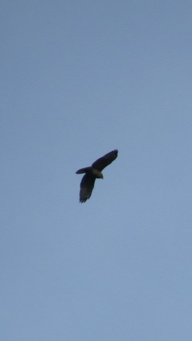 Broad-winged Hawk - ML644420212