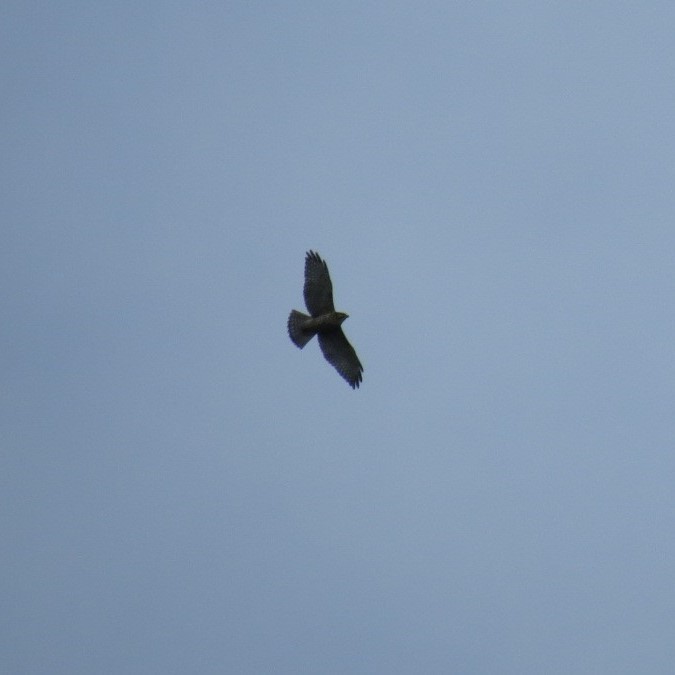 Broad-winged Hawk - ML644420213