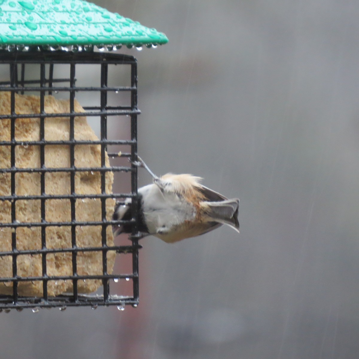 Black-capped Chickadee - ML644420214
