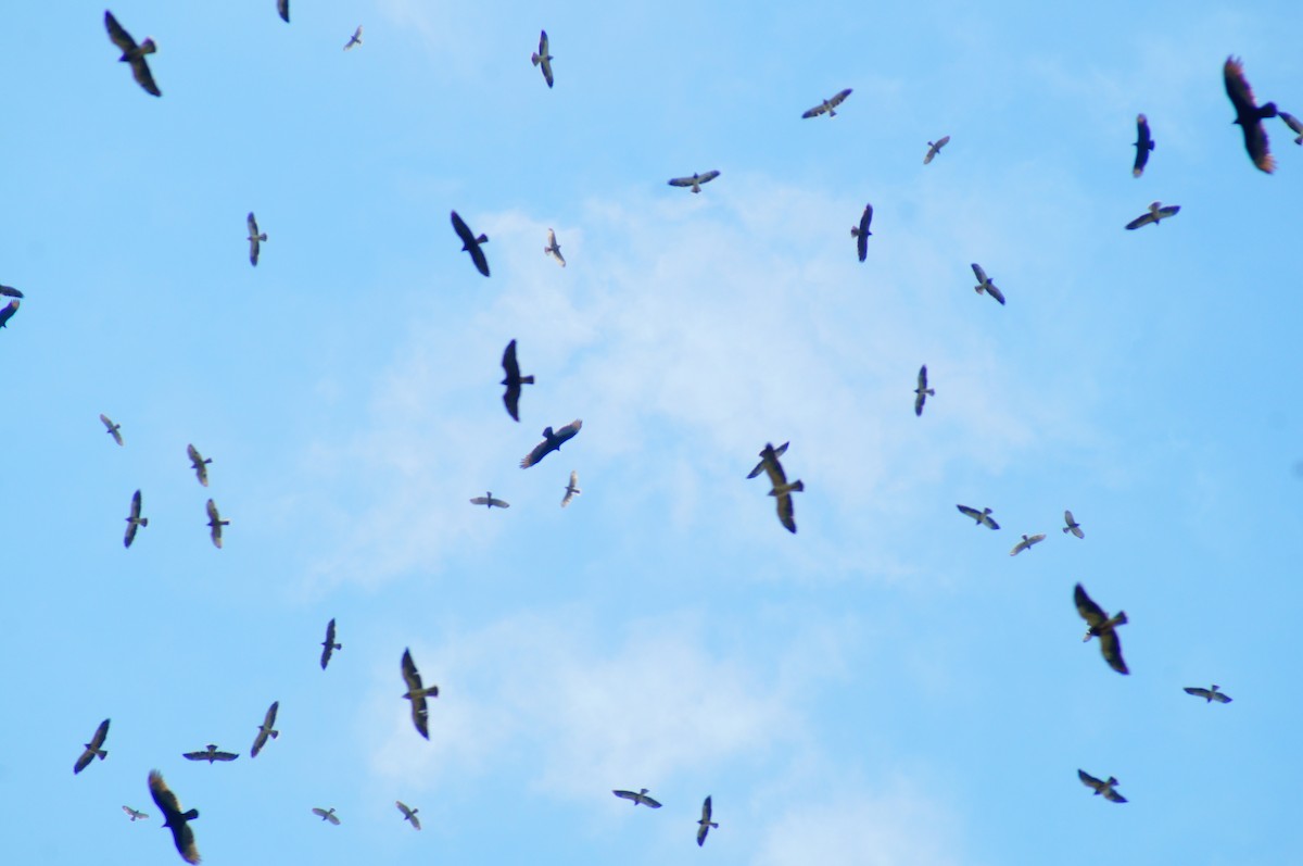 Animals - ML644420220