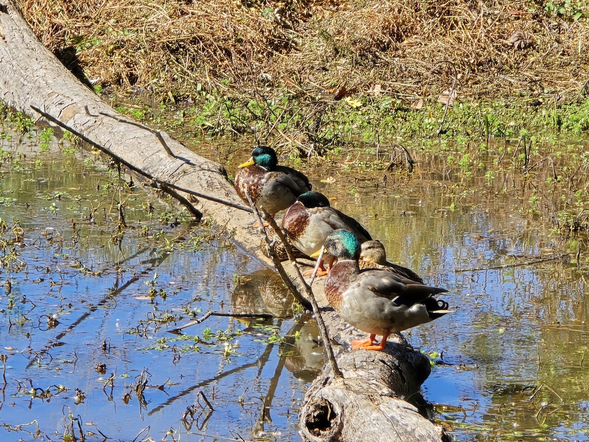 Крижень звичайний - ML644420222