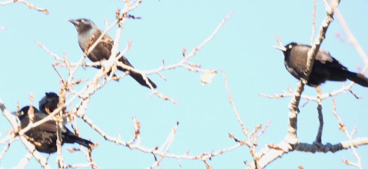 Common Grackle - ML644420223