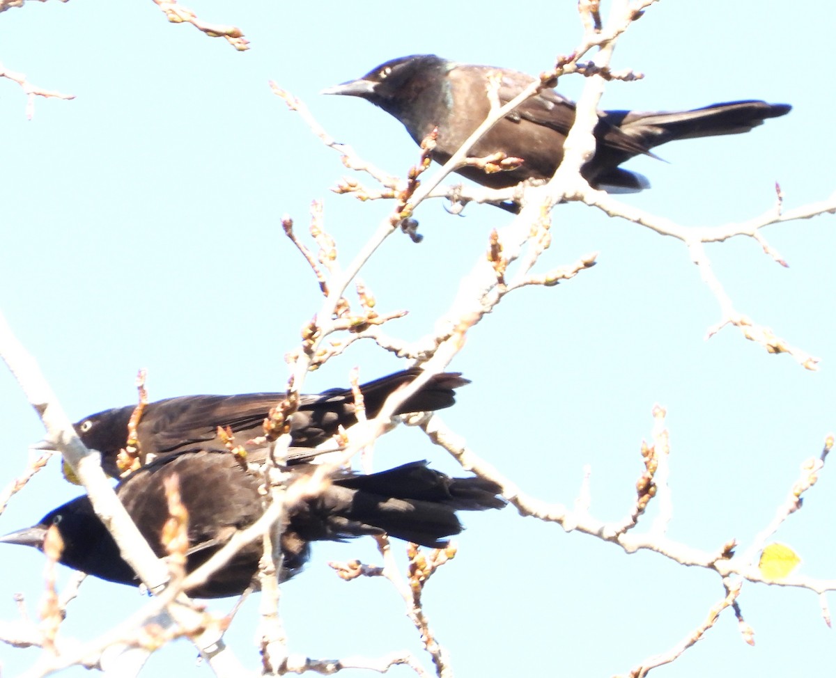 Common Grackle - ML644420231