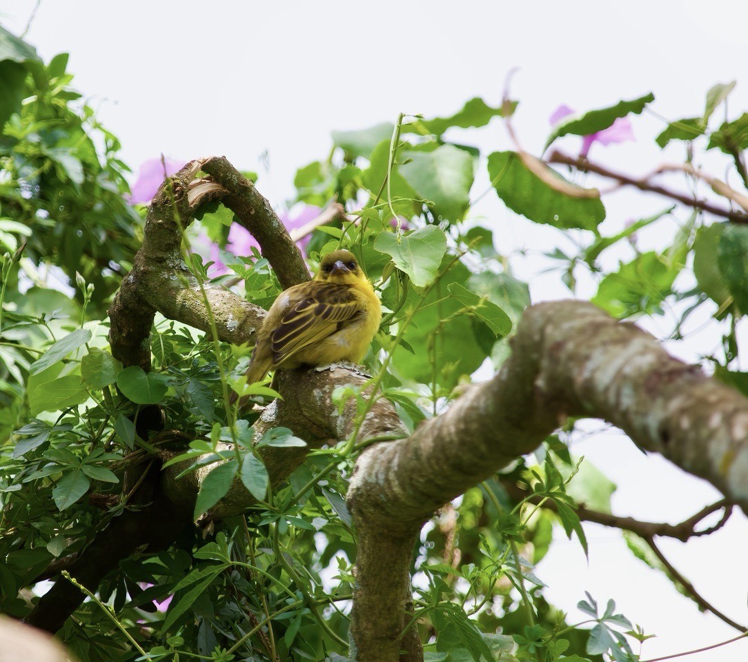 Baglafecht Weaver - ML644420239