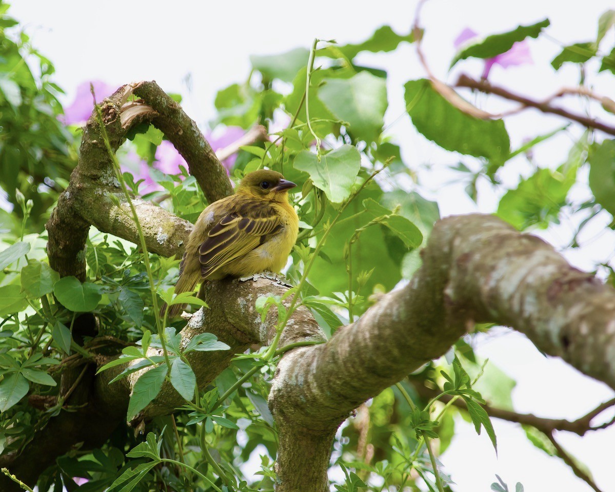 Baglafecht Weaver - ML644420240