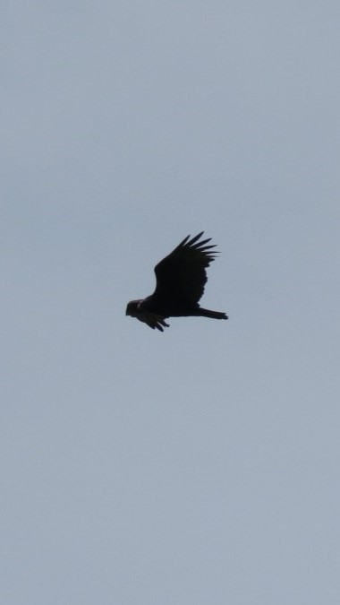 Turkey Vulture - ML644420242