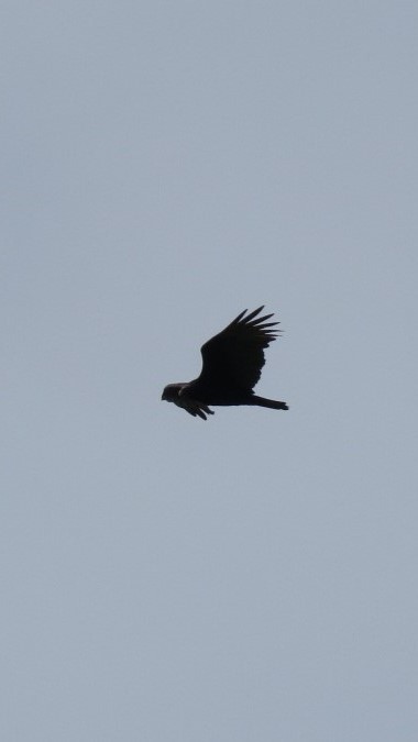 Turkey Vulture - ML644420243