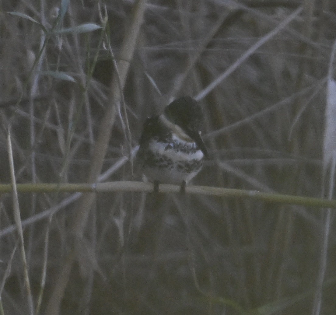 Green Kingfisher - ML644420248