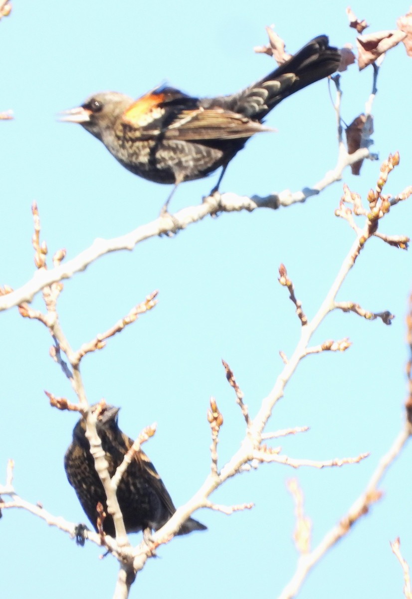 Al Kanatlı Karatavuk - ML644420249