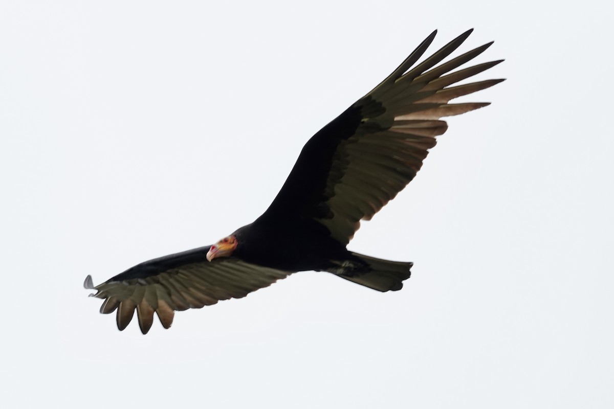 myrkondor - ML644420251