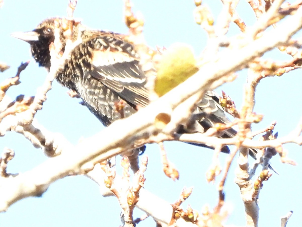 Al Kanatlı Karatavuk - ML644420254