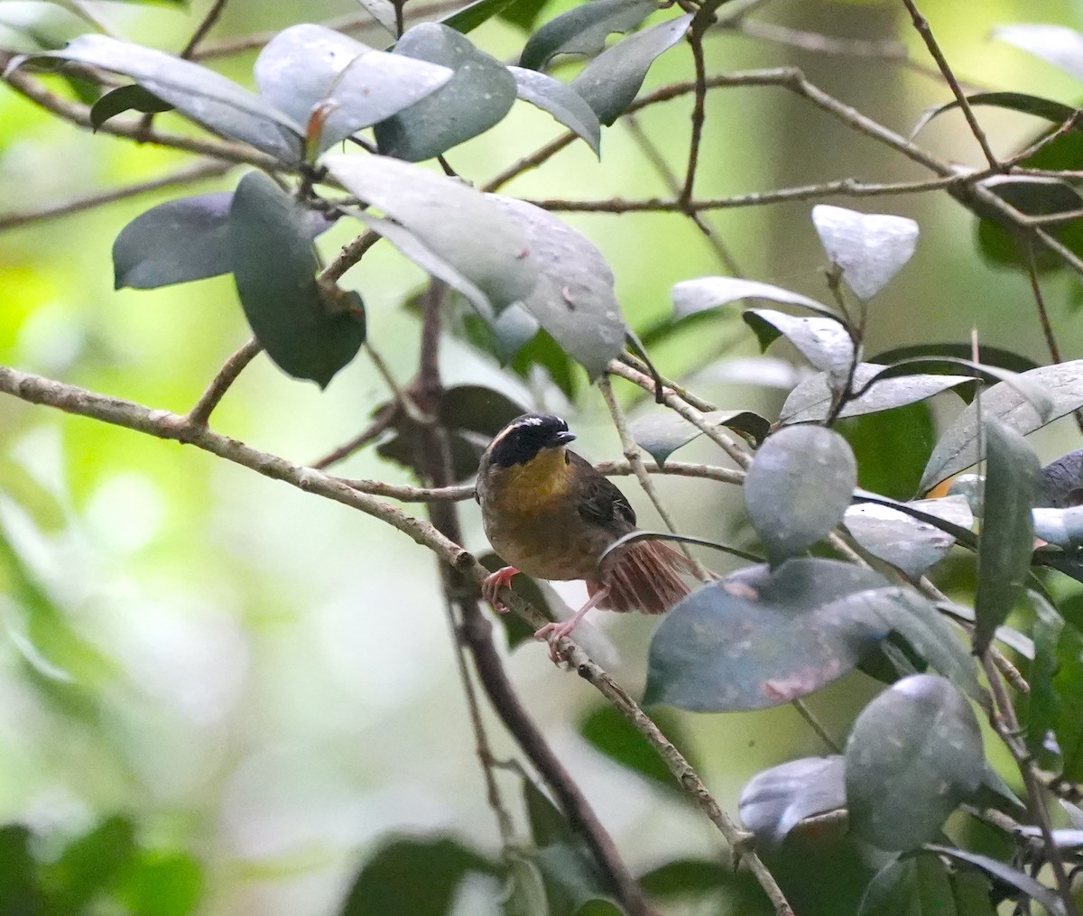 Yellow-throated Scrubwren - ML644420258