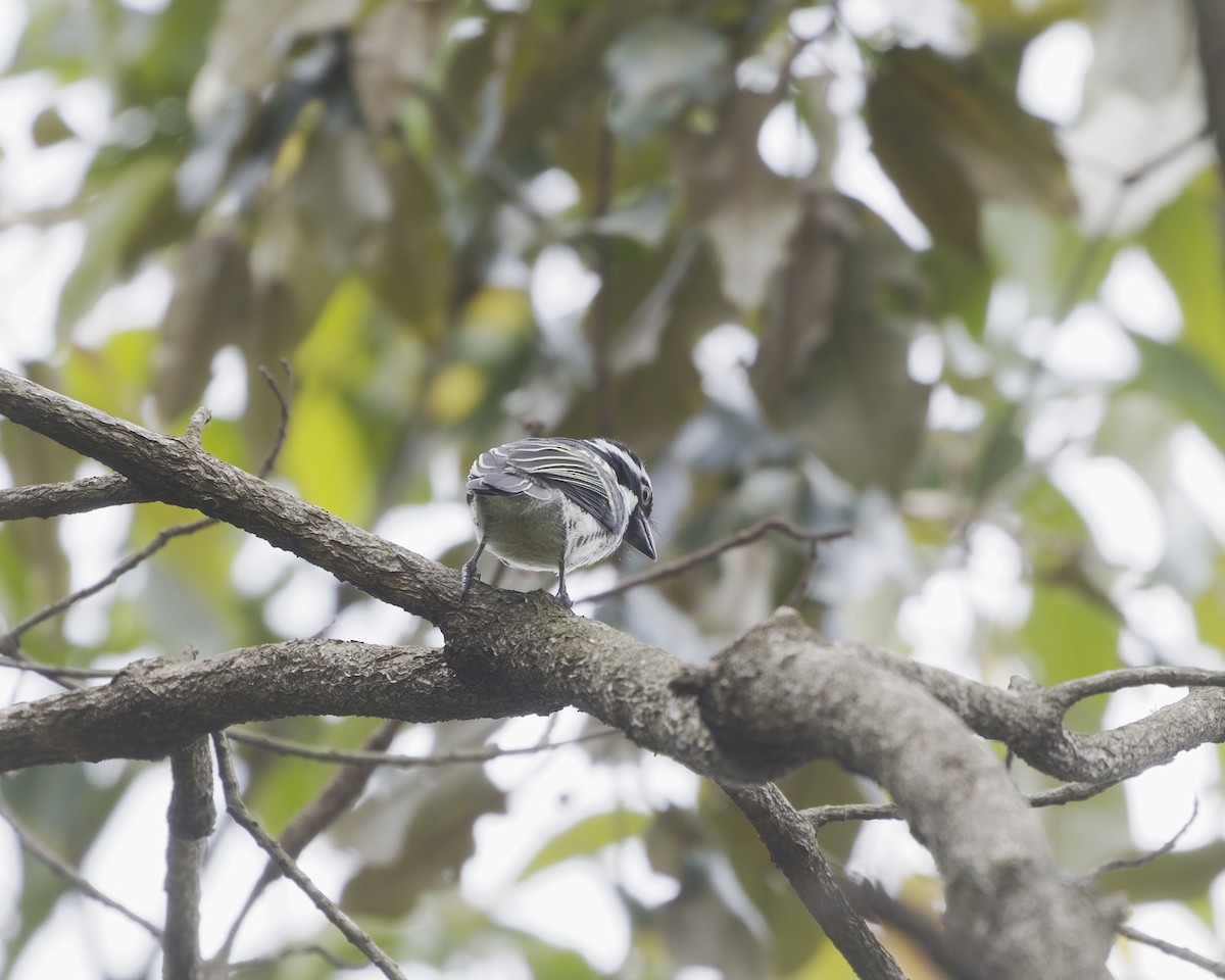 Spot-flanked Barbet - ML644420262