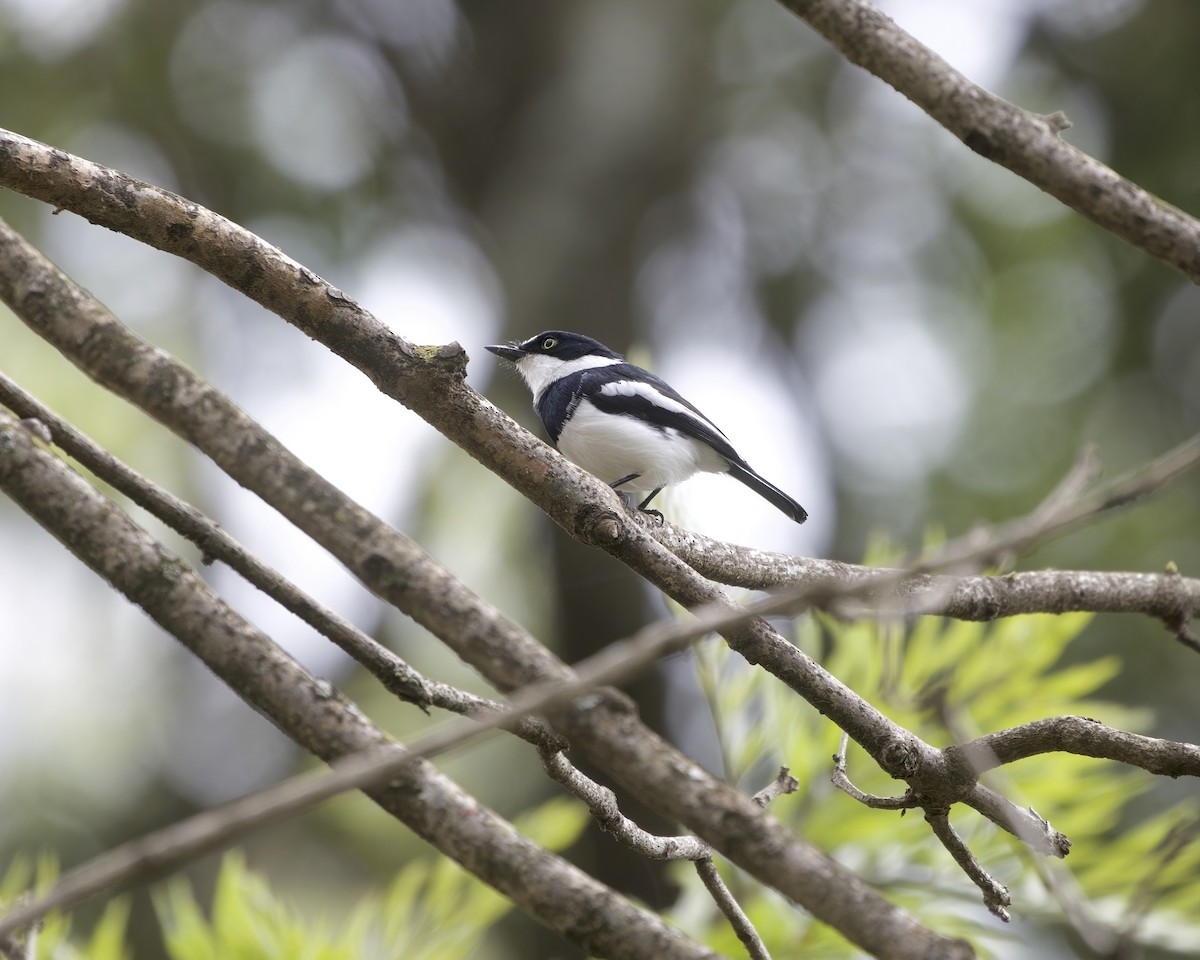 lesknáček obecný - ML644420267