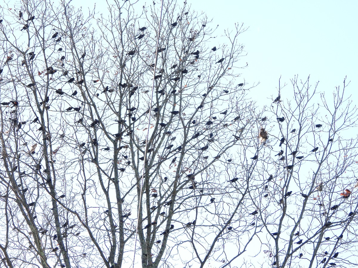 Common Grackle - ML644420273