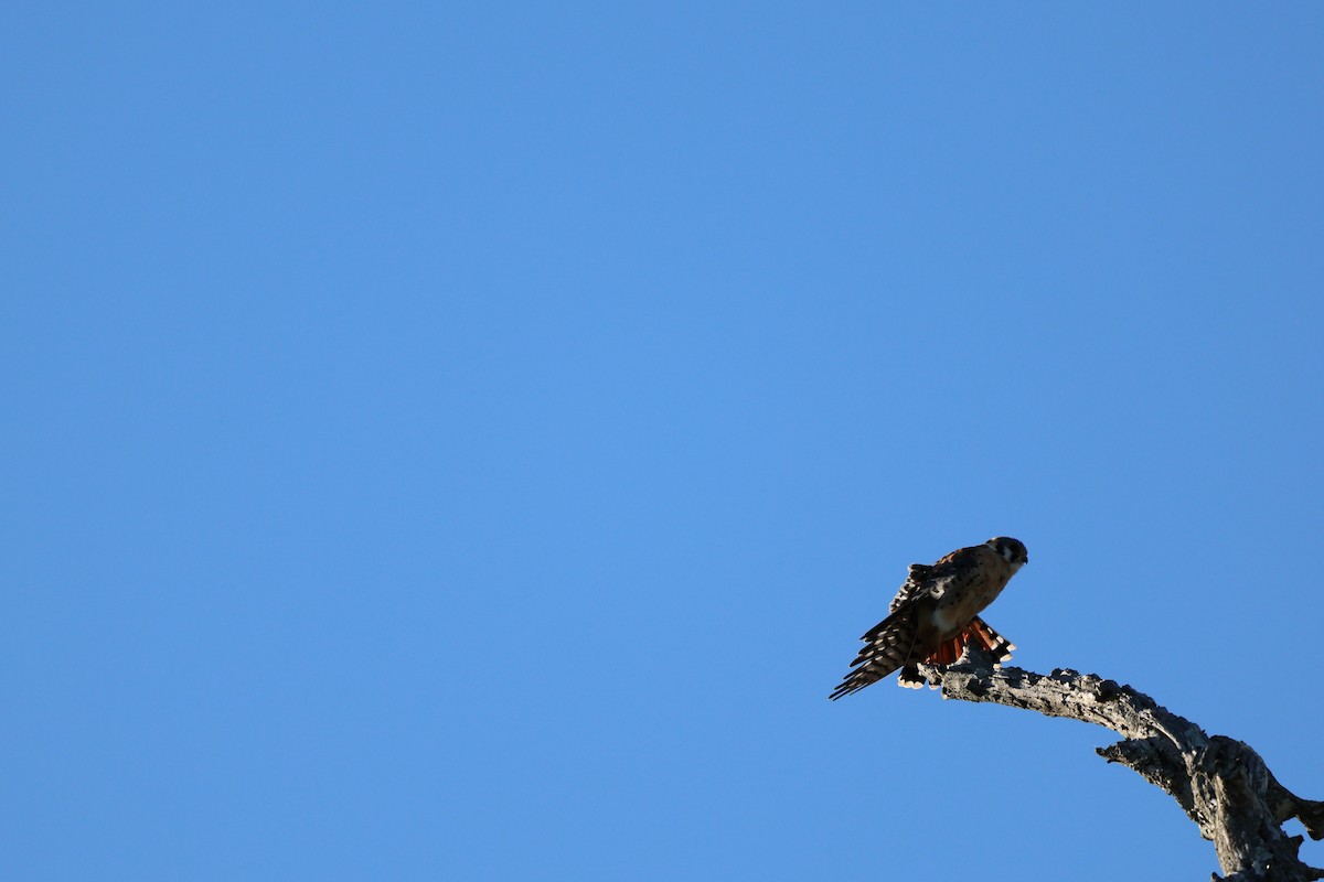 American Kestrel - ML644420279