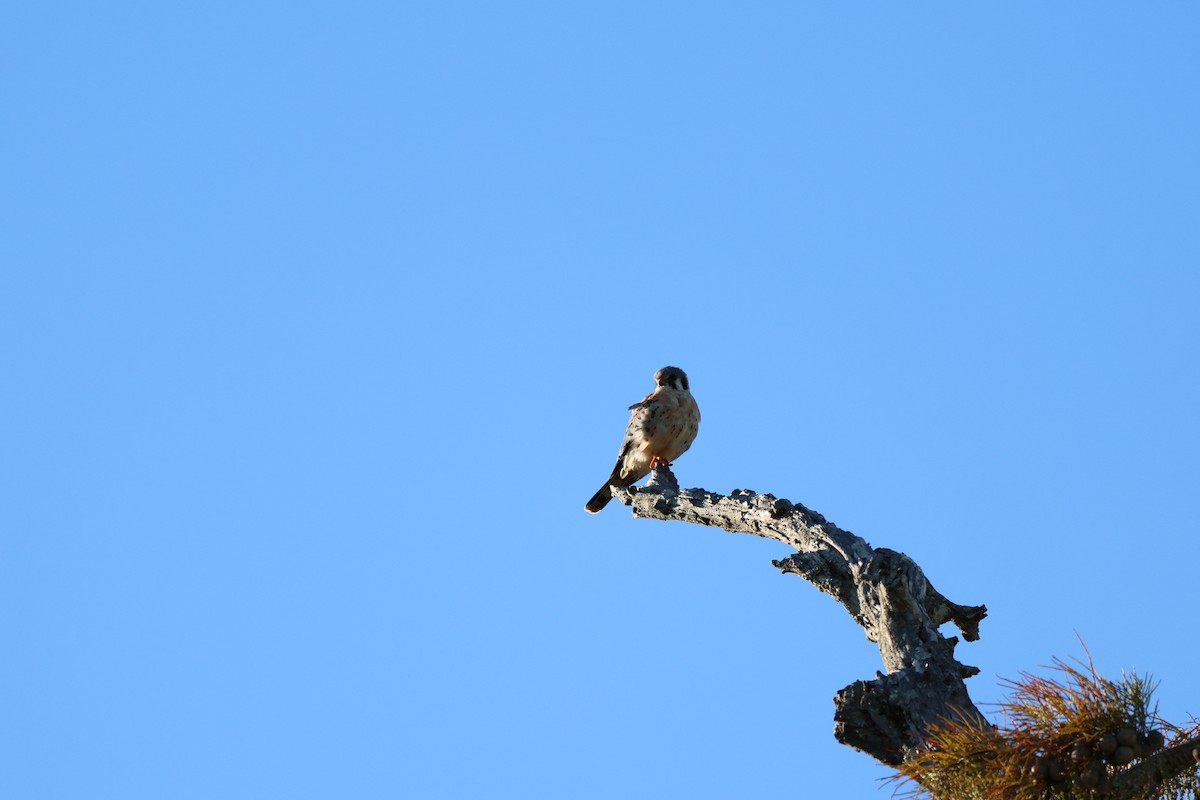 American Kestrel - ML644420280