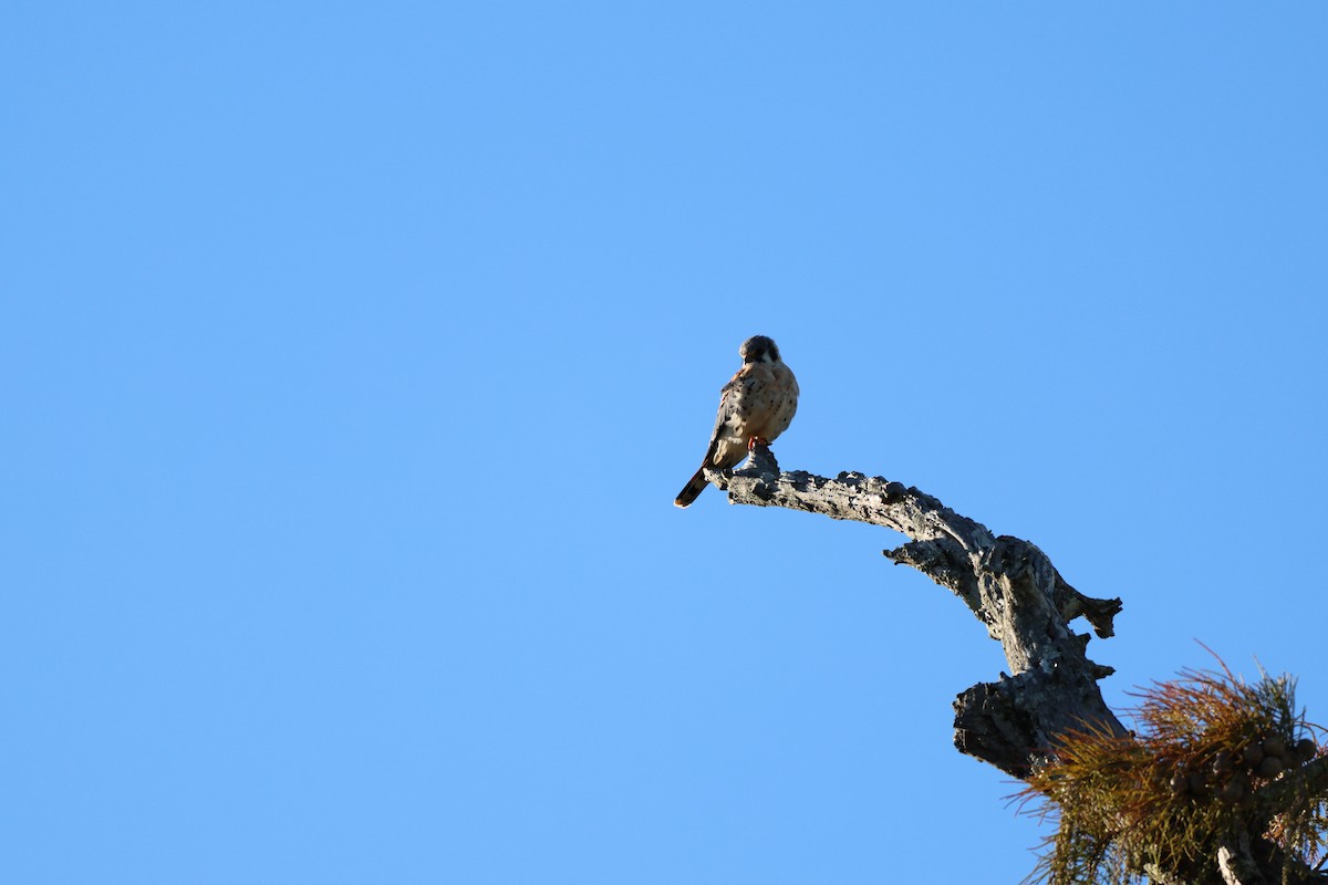American Kestrel - ML644420281